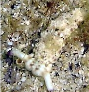 Photo:B. & S. Koretz; See this species in the Sea Slug Forum
